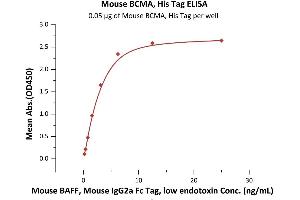 ELISA image for Tumor Necrosis Factor Receptor Superfamily, Member 17 (TNFRSF17) (AA 1-49) (Active) protein (His tag) (ABIN5954937)