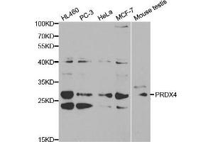 Western blot analysis of extracts of various cell lines, using PRDX4 antibody. (Peroxiredoxin 4 抗体  (AA 38-271))