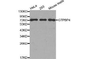 Western blot analysis of extracts of various cell lines, using GTPBP4 antibody. (GTPBP4 抗体  (AA 385-634))