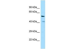 Western Blotting (WB) image for anti-Vomeronasal 1 Receptor 1 (VN1R1) (C-Term) antibody (ABIN2790169) (VN1R1 抗体  (C-Term))