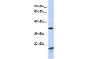 Image no. 1 for anti-rho GTPase Activating Protein 2 (ARHGAP2) (AA 229-278) antibody (ABIN6747618) (CHN1 抗体  (AA 229-278))