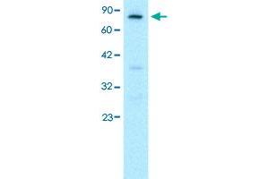 Western Blot analysis of HepG2 cell lysate with FOXE3 polyclonal antibody  at 0. (FOXE3 抗体  (C-Term))