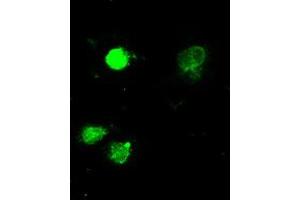 Image no. 1 for anti-Mitogen-Activated Protein Kinase 1 (MAPK1) antibody (ABIN1499289) (ERK2 抗体)