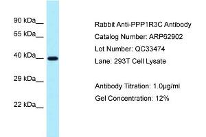 Western Blotting (WB) image for anti-Protein Phosphatase 1, Regulatory Subunit 3C (PPP1R3C) (N-Term) antibody (ABIN971450) (PPP1R3C 抗体  (N-Term))