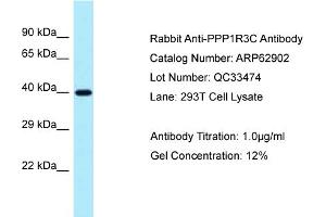 Western Blotting (WB) image for anti-Protein Phosphatase 1, Regulatory Subunit 3C (PPP1R3C) (N-Term) antibody (ABIN2789287) (PPP1R3C 抗体  (N-Term))