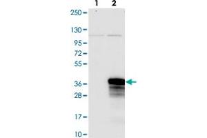 Western blot analysis of Lane 1: Negative control (vector only transfected HEK293T lysate). (NOPCHAP1 抗体)