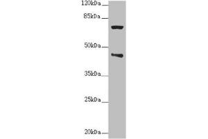 Western blot All lanes: POC1A antibody at 2. (POC1A 抗体  (AA 138-407))