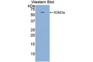 Detection of Recombinant CTSA, Dog using Polyclonal Antibody to Cathepsin A (CTSA) (CTSA 抗体  (AA 234-494))