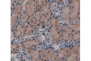Used in DAB staining on fromalin fixed paraffin- embedded Kidney tissue (Laminin beta 3 抗体  (AA 30-222))
