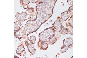 Immunohistochemistry of paraffin-embedded human placenta using KLKB1 antibody (ABIN6129407, ABIN6142966, ABIN6142968 and ABIN6220944) at dilution of 1:100 (40x lens). (KLKB1 抗体  (AA 20-300))