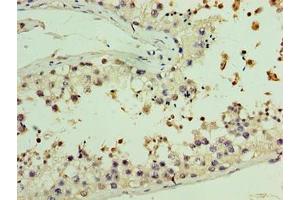 Immunohistochemistry of paraffin-embedded human testis tissue using ABIN7157782 at dilution of 1:100