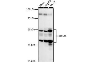 Western blot analysis of extracts of various cell lines, using TRIM4 antibody (ABIN7270999) at 1:1000 dilution. (TRIM4 抗体  (AA 1-280))