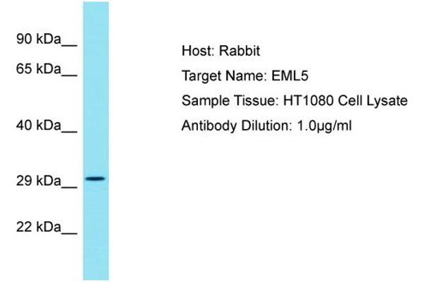 EML5 抗体  (Middle Region)