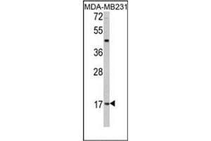Image no. 1 for anti-Leptin (LEP) (AA 138-167), (C-Term) antibody (ABIN358628) (Leptin 抗体  (C-Term))