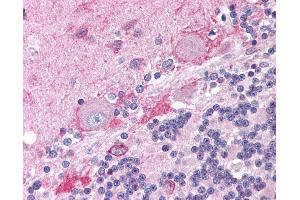 Anti-CNR1 / CB1 antibody IHC of human brain, cerebellum. (CNR1 抗体  (AA 461-472))