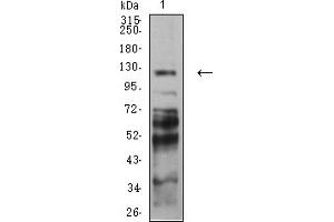 Western blot analysis using PCDH9 mouse mAb against C6 (1) cell lysate.