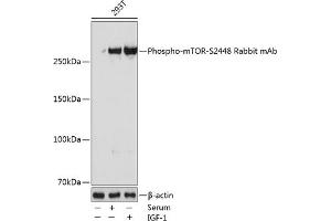 Western blot analysis of extracts of 293T cells, using Phospho-mTOR-S2448 Rabbit mAb (ABIN7268435) at 1:1000 dilution. (MTOR 抗体  (pSer2448))