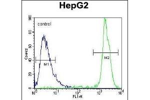 GM Antibody (Center) (ABIN654109 and ABIN2843991) flow cytometric analysis of HepG2 cells (right histogram) comred to a negative control cell (left histogram). (GPAM 抗体  (AA 426-455))