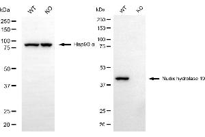 Western blotting analysis using nudix hydrolase 19 antibody (ABIN7799682).