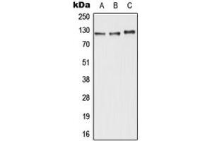 Western blot analysis of ABCC11 expression in HepG2 (A), Raw264. (ABCC11 抗体  (N-Term))