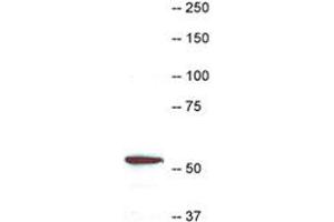 Western blot of CORO1A in HL-60 Cell extract stained with RPCA-Cor1a CORO1A polyclonal antibody  at dilution of 1 : 10000. (Coronin 1a 抗体)