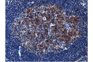 Image no. 10 for anti-Transforming, Acidic Coiled-Coil Containing Protein 3 (TACC3) antibody (ABIN1498095) (TACC3 抗体)