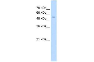 WB Suggested Anti-FJX1 Antibody Titration:  0. (FJX1 抗体  (N-Term))