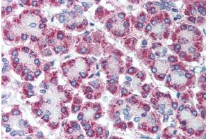 Human Pancreas (formalin-fixed, paraffin-embedded) stained with CPA1 antibody ABIN214091 at 5 ug/ml followed by biotinylated goat anti-rabbit IgG secondary antibody ABIN481713, alkaline phosphatase-streptavidin and chromogen. (CPA1 抗体  (AA 24-73))