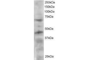 Image no. 1 for anti-Telomeric Repeat Binding Factor (NIMA-Interacting) 1 (TERF1) (C-Term) antibody (ABIN374172) (TRF1 抗体  (C-Term))
