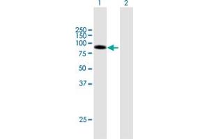 Western Blot analysis of DLL1 expression in transfected 293T cell line by DLL1 MaxPab polyclonal antibody. (DLL1 抗体  (AA 1-723))