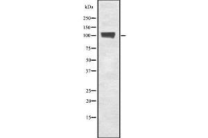 Western Blotting (WB) image for anti-General Transcription Factor IIIC, Polypeptide 3, 102kDa (GTF3C3) antibody (ABIN6265528)