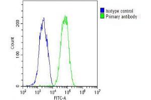 Overlay histogram showing HepG2 cells stained with Antibody (green line). (Fetuin A 抗体  (C-Term))