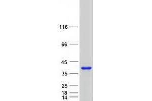 Western Blotting (WB) image for Growth Arrest-Specific 2 (GAS2) (Transcript Variant 2) protein (Myc-DYKDDDDK Tag) (ABIN2721693)