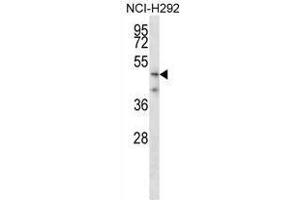 TMPRSS5 Antibody (N-term) western blot analysis in NCI-H292 cell line lysates (35 µg/lane). (TMPRSS5 抗体  (N-Term))