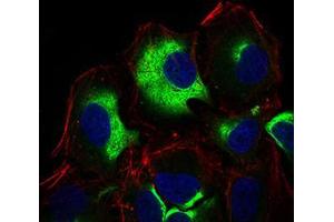 Immunofluorescence analysis of Hela cells using IL3RA mouse mAb (green). (IL3RA 抗体  (AA 200-305))