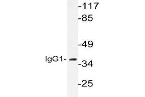 Western blot (WB) analysis of IgG1 Antibody in extracts from LOVO cells. (兔 anti-人 IgG1 Antibody)