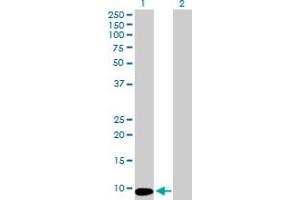 Western Blot analysis of MTCP1 expression in transfected 293T cell line by MTCP1 MaxPab polyclonal antibody. (MTCP1 抗体  (AA 1-68))