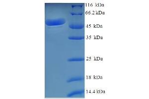 SDS-PAGE (SDS) image for Malate Dehydrogenase 2, NAD (Mitochondrial) (MDH2) (AA 25-338) protein (His-SUMO Tag) (ABIN5709923)