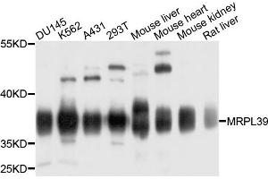 Western blot analysis of extracts of various cells, using MRPL39 antibody. (MRPL39 抗体)