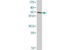 Western Blot detection against Immunogen (60.