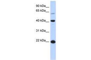 Image no. 1 for anti-Basic Leucine Zipper Nuclear Factor 1 (BLZF1) (AA 71-120) antibody (ABIN6740361) (BLZF1 抗体  (AA 71-120))