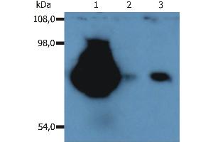 Western Blotting peripheral blood lymphocytes of various species using anti-CD44 (MEM-263). (CD44 抗体  (APC))