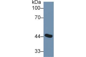Western Blot; Sample: Mouse Placenta lysate; Primary Ab: 1µg/ml Rabbit Anti-Human ADA Antibody Second Ab: 0. (ADA 抗体  (AA 11-280))