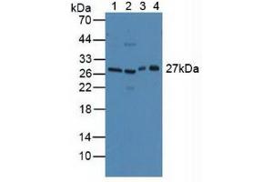 Figure. (CLEC10A 抗体  (AA 69-273))