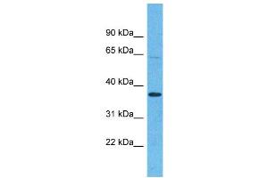 OR5H15 抗体  (C-Term)