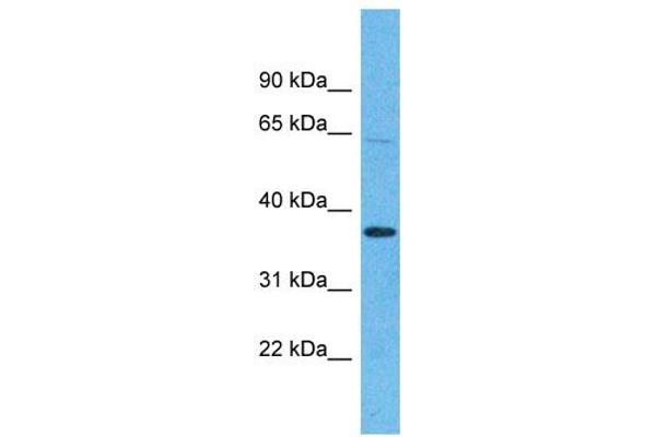 OR5H15 抗体  (C-Term)