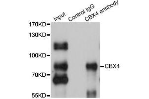 Immunoprecipitation analysis of 200ug extracts of HepG2 cells using 1ug CBX4 antibody (ABIN1876717). (CBX4 抗体)