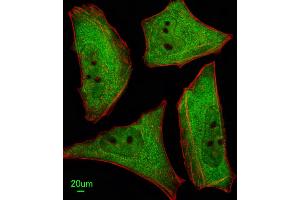 Immunofluorescent analysis of Hela cells, using Ubiquilin1 Antibody . (Ubiquilin 1 抗体  (AA 296-326))
