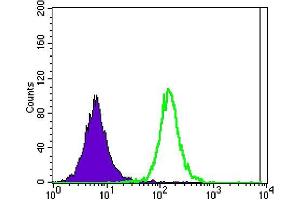 Flow cytometric analysis of Jurkat cells using ATXN1 mouse mAb (green) and negative control (purple). (Ataxin 1 抗体)
