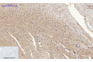 Immunohistochemical analysis of paraffin-embedded mouse heart tissue. (GLUT4 抗体  (N-Term))